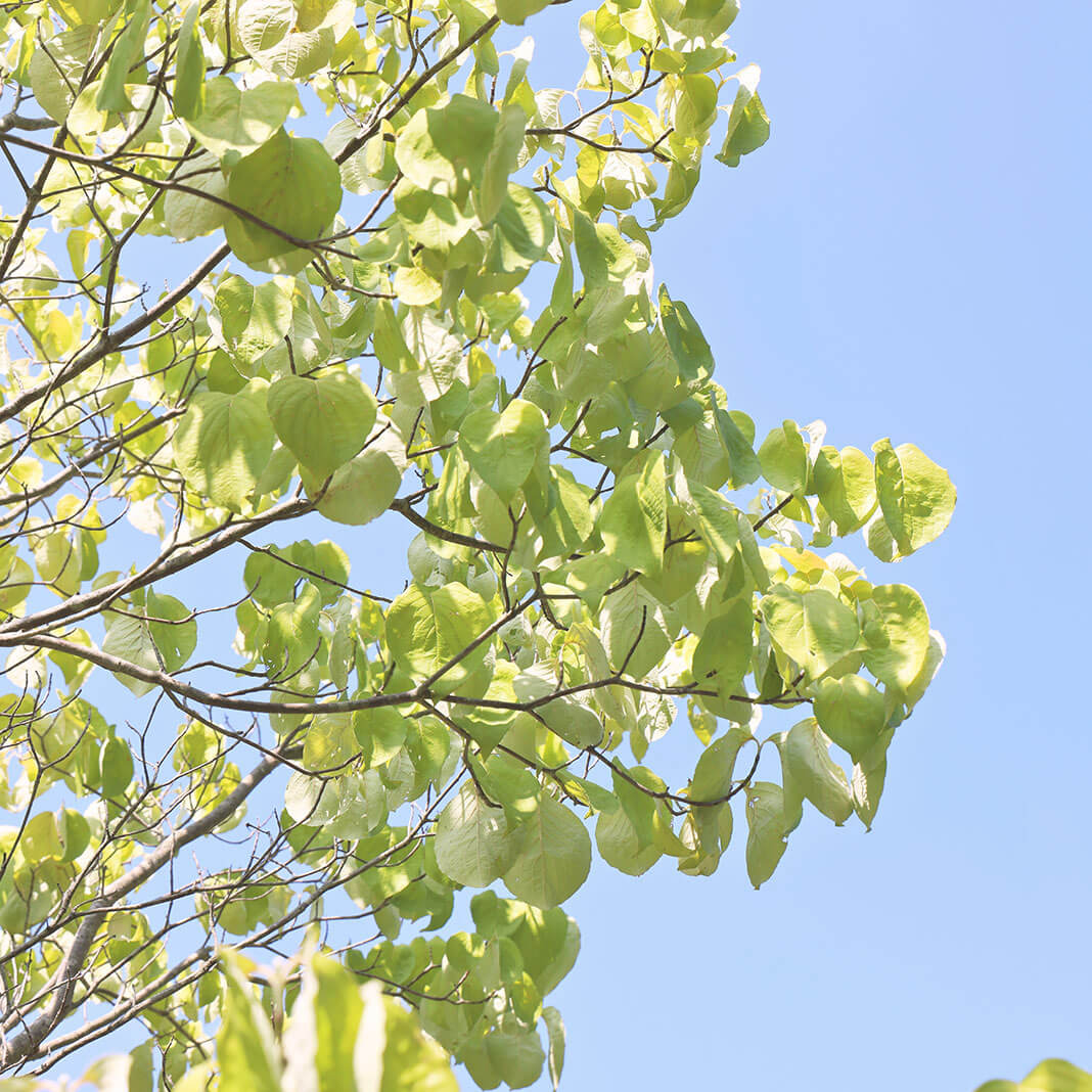 >介護老人保健施設 アビイロードやましな
